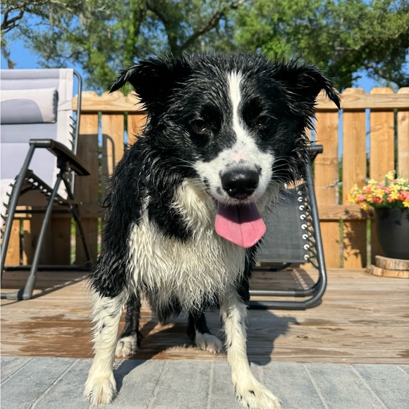 Meet your Posher, River! - Picture 2 of 16